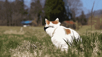 gatinho