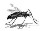 mosquitodengue